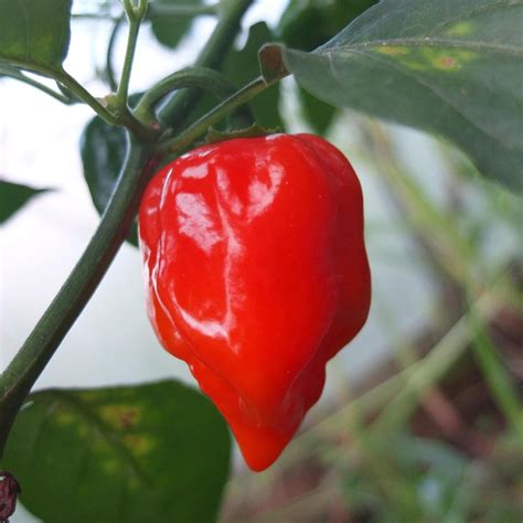 Main récoltant un piment