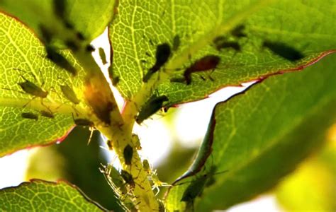 Tilleul infesté de pucerons et miellat sur les feuilles