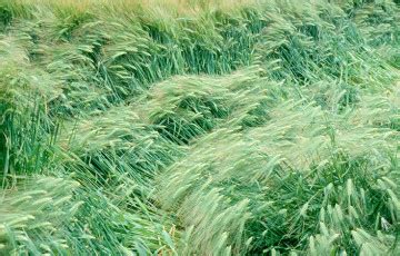 Illustration des effets de la verse sur un champ de céréales