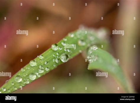 gros plan sur des gouttes d'eau sur des feuilles de succulentes
