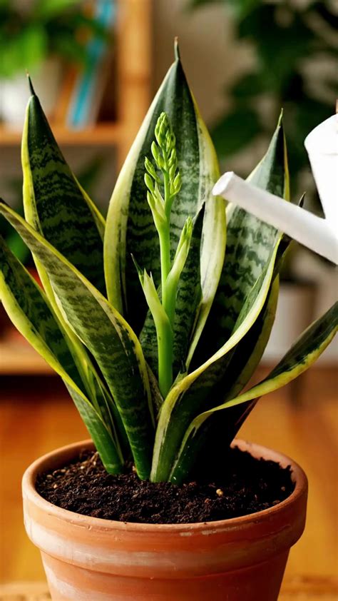 photo de Sansevieria dans un intérieur minimaliste