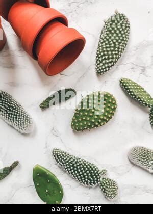 mini-succulentes Opuntia dans de petits pots
