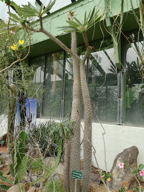Pachypodium lamerei avec son tronc particulier