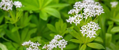 Feuillage et fleurs de l'aspérule odorante