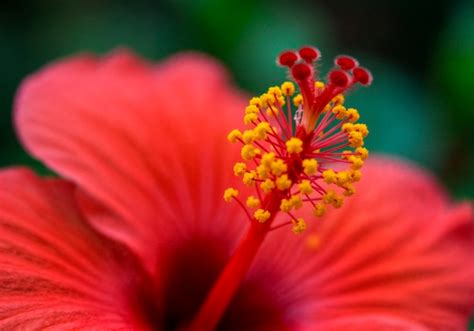 Fleur d'hibiscus éclatante