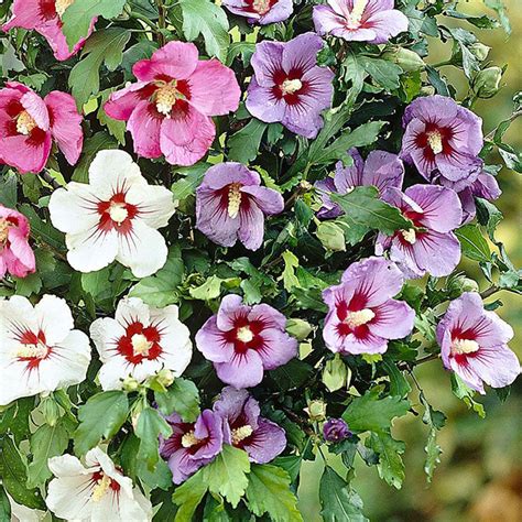 Althéa en pleine floraison