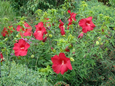 Hibiscus des marais avec ses grandes fleurs