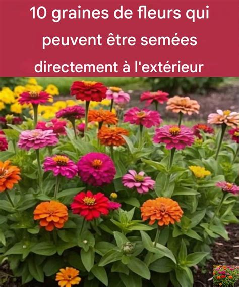 fleurs adaptées faible profondeur de terre