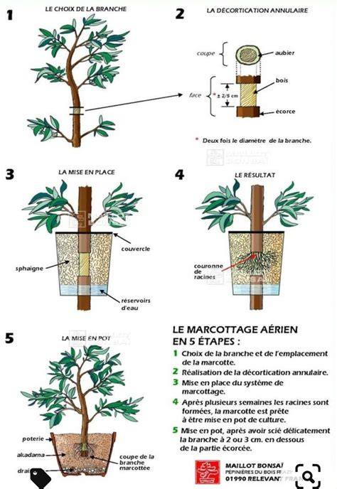 Schéma expliquant le processus de bouturage