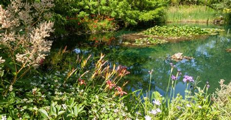 Un jardin avec une approche plus naturelle et tolérante aux herbes folles