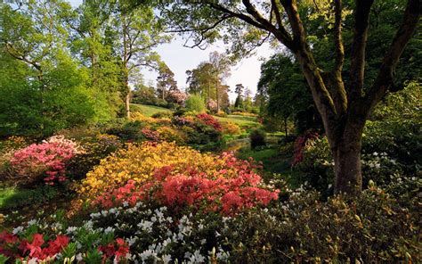 Rhododendrons en fleurs sous les arbres