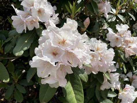 Variétés de rhododendrons aux différentes formes de fleurs