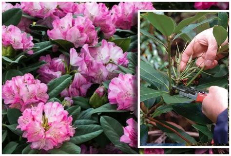 Techniques de taille du rhododendron