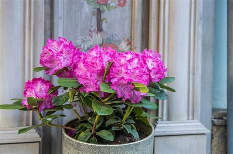 Boutures de rhododendron en pot