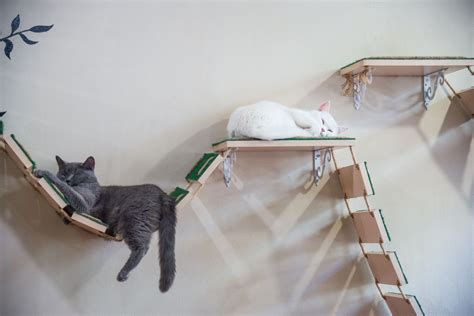 Parcours mural pour chat avec étagères et plateformes