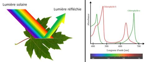 Schéma du spectre lumineux et de la photosynthèse