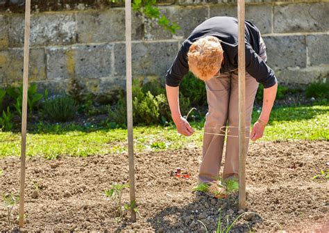 Tuteurs en noisetier dans un potager