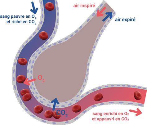 Illustration des échanges gazeux (CO2, O2, H2O) au niveau d'une feuille