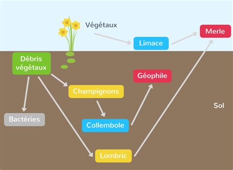 Schéma d'un réseau trophique simplifié dans le sol