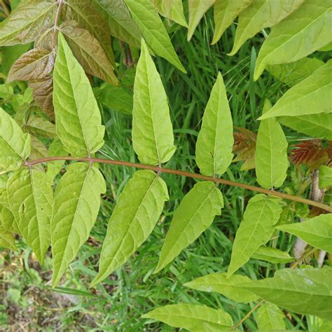 Illustrations botaniques de feuilles de l'Ailanthus altissima et du Toxicodendron vernicifluum