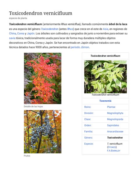 Sève de Toxicodendron vernicifluum utilisée pour la laque