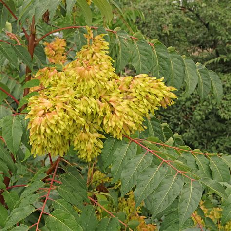 Ailanthus altissima en milieu urbain