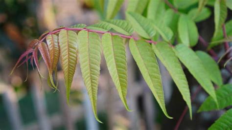 Feuilles de Toona sinensis