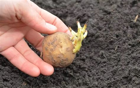 Schéma des différentes étapes du buttage des pommes de terre
