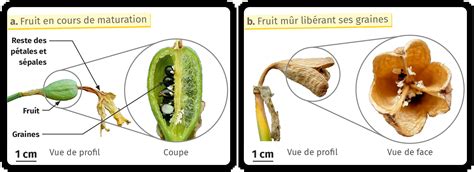 illustration d'une grue et d'un fruit de géranium