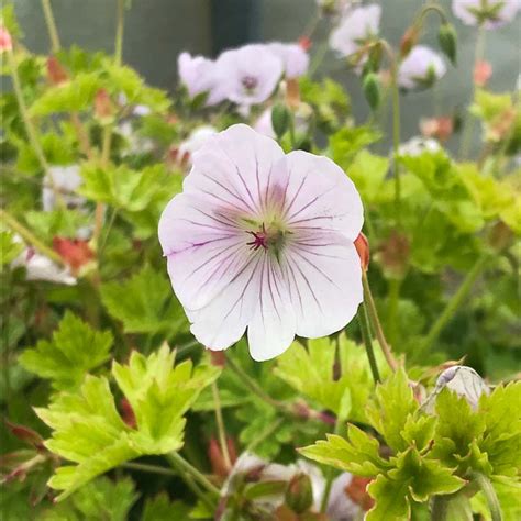 Géranium 'Lilac Ice' en pleine floraison