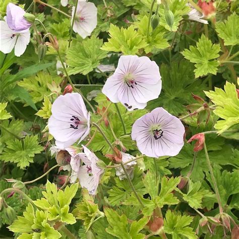 comparaison entre 'Rozanne' et 'Lilac Ice'