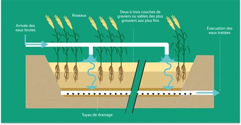 Schéma des capacités de dépollution du lierre