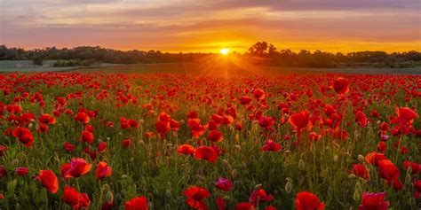 Champ de coquelicots en fleurs