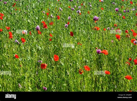 Différentes variétés de coquelicots