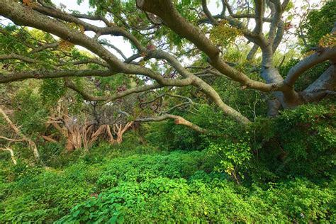 une forêt luxuriante avec des arbres de différentes tailles