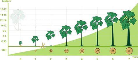 schéma illustrant la croissance rapide du Paulownia