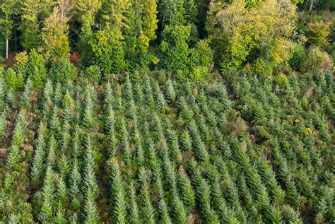 paysage de plantation forestière