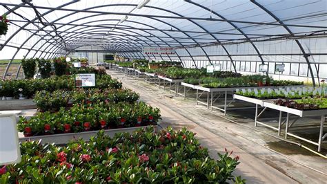 différentes variétés de plantes en pépinière