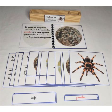 Cycle de vie de l'araignée rouge