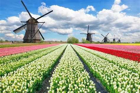 Champ de tulipes aux Pays-Bas