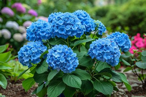Hortensia bleu éclatant