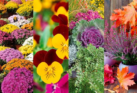 Assortiment de plantes et fleurs de saison