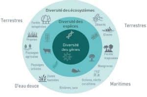 Diagramme illustrant les principes de la 