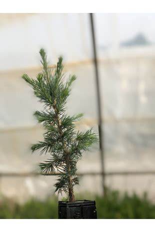 Cèdre de l'Atlas Bonsaï jeune plant