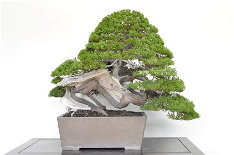 Bonsaï avec bois mort (Jin et Shari)