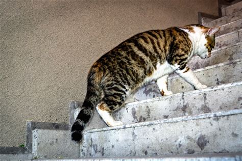 Chat grimpant les escaliers
