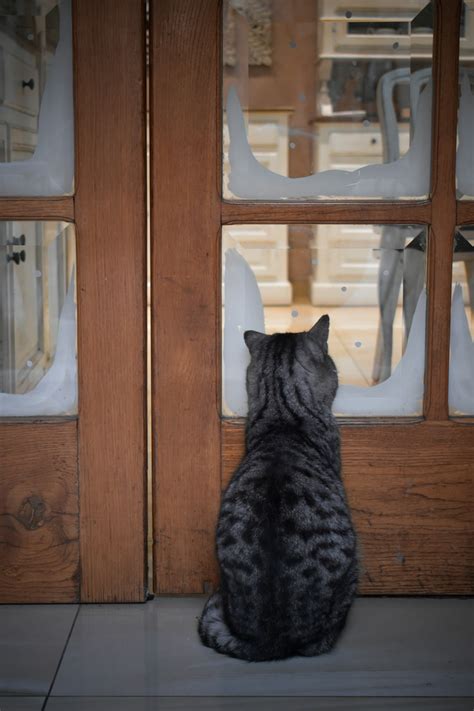Chat devant une porte fermée