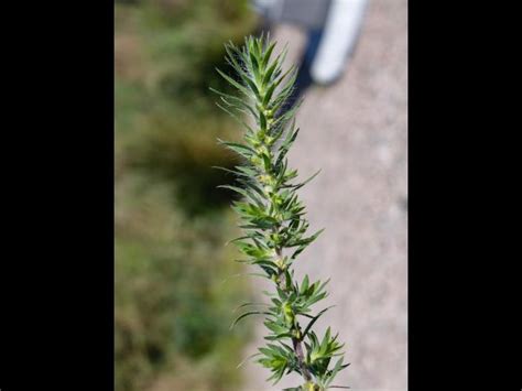 Plantule de kochia à balais