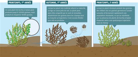 Carte de répartition de la résistance du kochia à balais aux herbicides