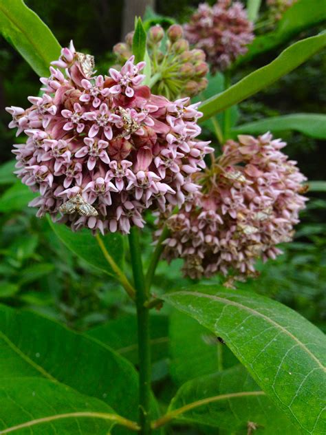 Fleur d'asclépiade commune